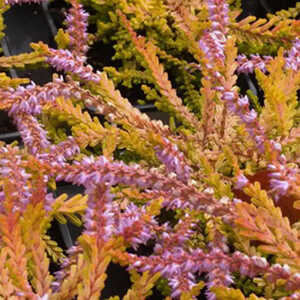 CALLUNA vulgaris 'Winter Chocolate'