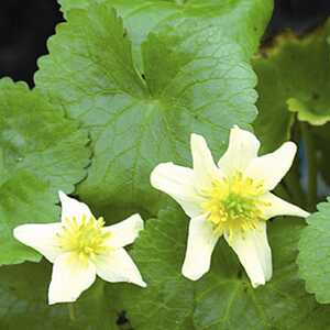 CALTHA palustris var. alba