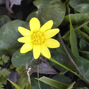 CALTHA palustris