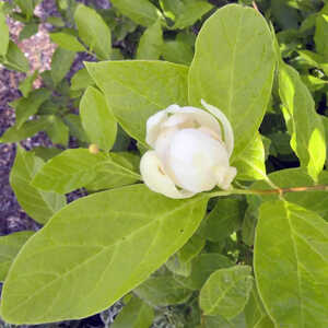 CALYCANTHUS floridus 'Venus'