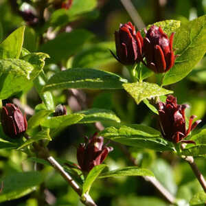 CALYCANTHUS floridus