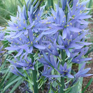 CAMASSIA cusickii