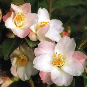 CAMELLIA 'Alpen Glo'