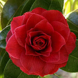 CAMELLIA 'Black Lace'