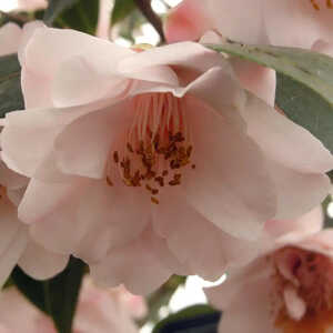 CAMELLIA 'Christmas Daffodil'