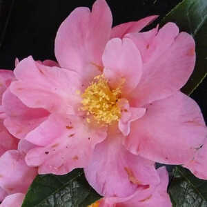 CAMELLIA 'China Lady'