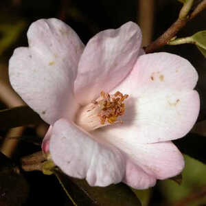 CAMELLIA 'Cornish Snow'