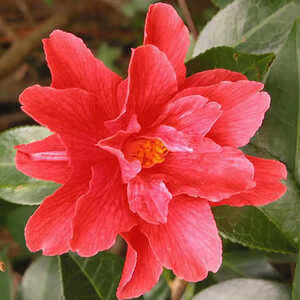 CAMELLIA 'Freedom Bell'