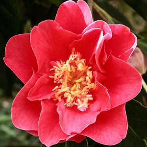 CAMELLIA 'Francie L'