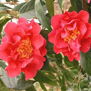 CAMELLIA 'Francie L'