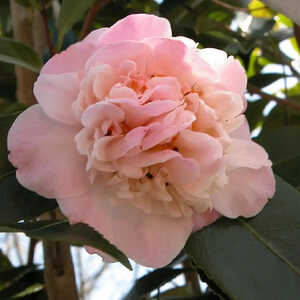 CAMELLIA 'High Fragance'