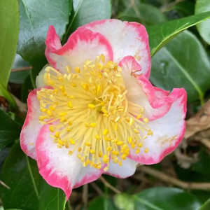 CAMELLIA higo 'Okan'