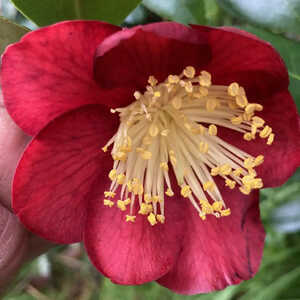 CAMELLIA higo 'Shiranui'