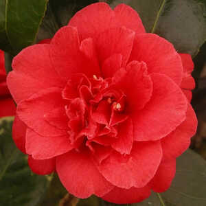 CAMELLIA japonica 'Adolphe Audusson'