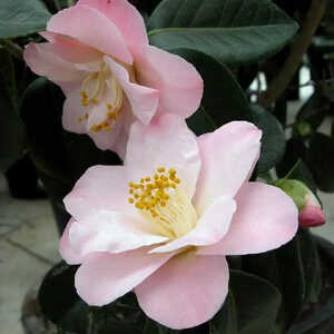 CAMELLIA japonica 'Berenice Boddy'