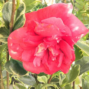 CAMELLIA japonica 'Benten Kagura'