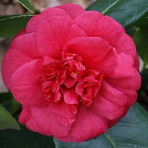 CAMELLIA japonica 'Bénodet'