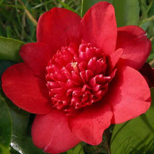 CAMELLIA japonica 'Bob's Tinsie'