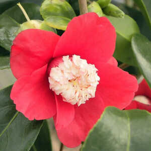 CAMELLIA japonica 'Bokuhan'