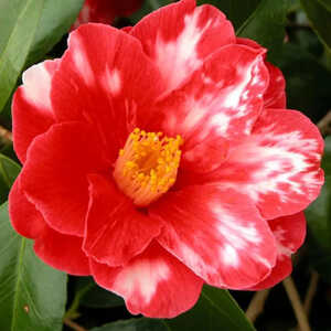 CAMELLIA japonica 'Donckelaeri'