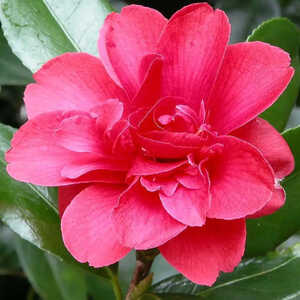 CAMELLIA japonica 'Général Leclerc'