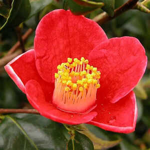 CAMELLIA japonica 'Tama-no-ura'