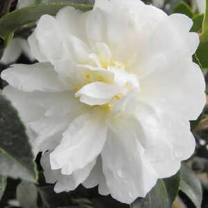 CAMELLIA sasanqua 'Asakura'