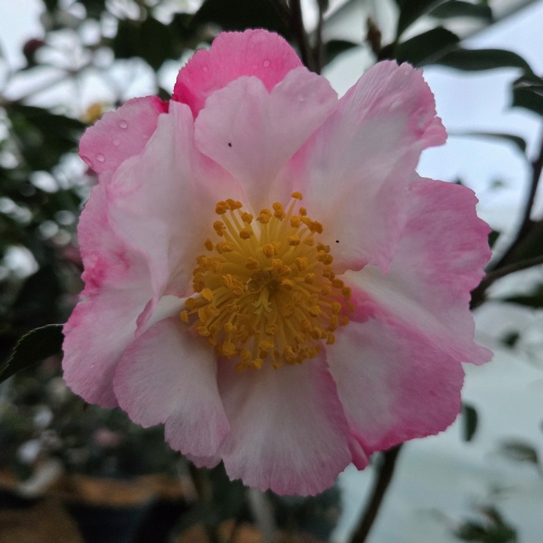 CAMELLIA sasanqua 'Susan'
