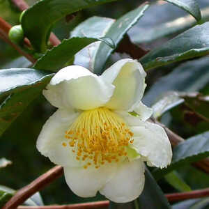 CAMELLIA sinensis