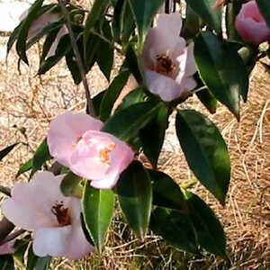 CAMELLIA 'Winton'