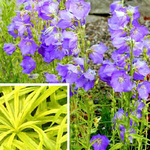 CAMPANULA 'Blue Eyed Blonde'