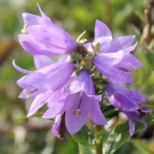 CAMPANULA carpatica 'Gaudi Violet'