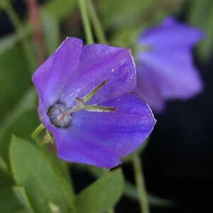 CAMPANULA carpatica