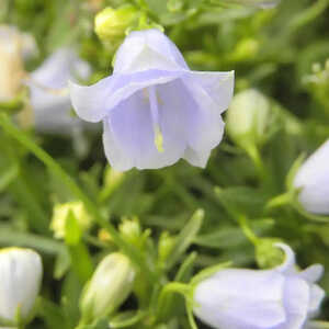 CAMPANULA cochleariifolia 'Elizabeth Oliver'