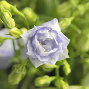 CAMPANULA cochleariifolia 'Elizabeth Oliver'