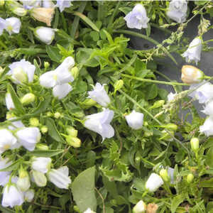 CAMPANULA cochleariifolia 'Elizabeth Oliver'