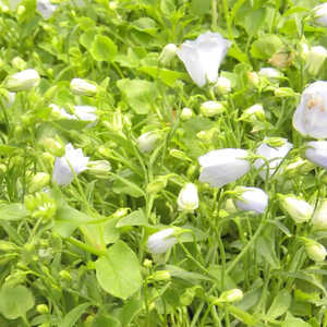 CAMPANULA cochleariifolia 'Elizabeth Oliver'