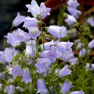 CAMPANULA cochleariifolia