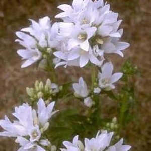 CAMPANULA glomerata 'Alba'