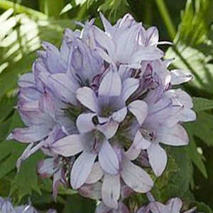 CAMPANULA glomerata 'Caroline'