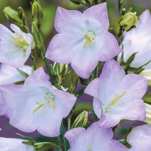 CAMPANULA latiloba 'Hidcote Amethyst'