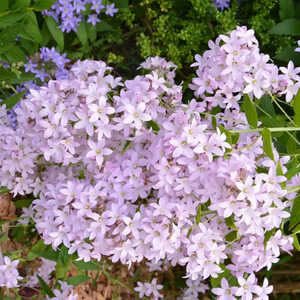 CAMPANULA lactiflora 'Loddon Anna'