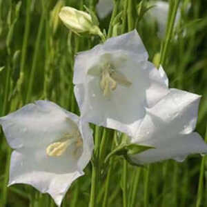 CAMPANULA persicifolia 'Alba'