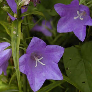 CAMPANULA persicifolia
