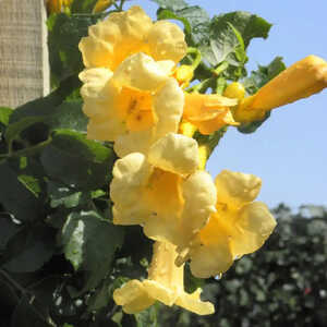 CAMPSIS radicans 'Flava' (='Yellow Trumpet')