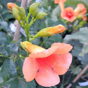 CAMPSIS radicans 'Indian Summer'