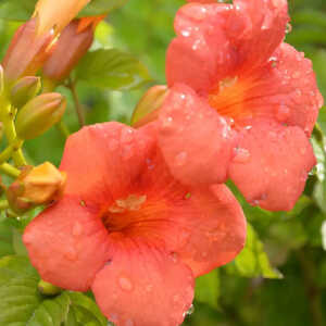 CAMPSIS x tagliabuana 'Madame Galen'