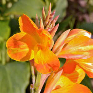 CANNA 'Carnaval'