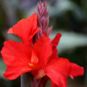 CANNA 'Etoile de Feux'