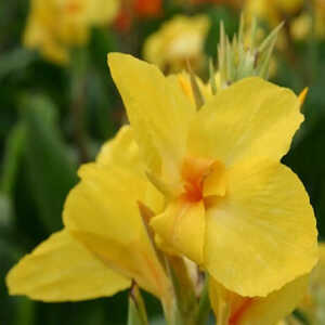 CANNA 'Felix Ragot'